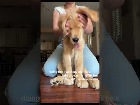 sry for not posting days passed 😭#GoldenRetriever #Puppy #CuteDogs #DogShorts #Pets #Animals #Shorts