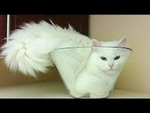 ►  Filmulete amuzante cu animale - Flocosenii si Dragalasenii sezonul #1