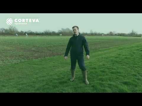 Belkar will change the way you grow oilseed rape