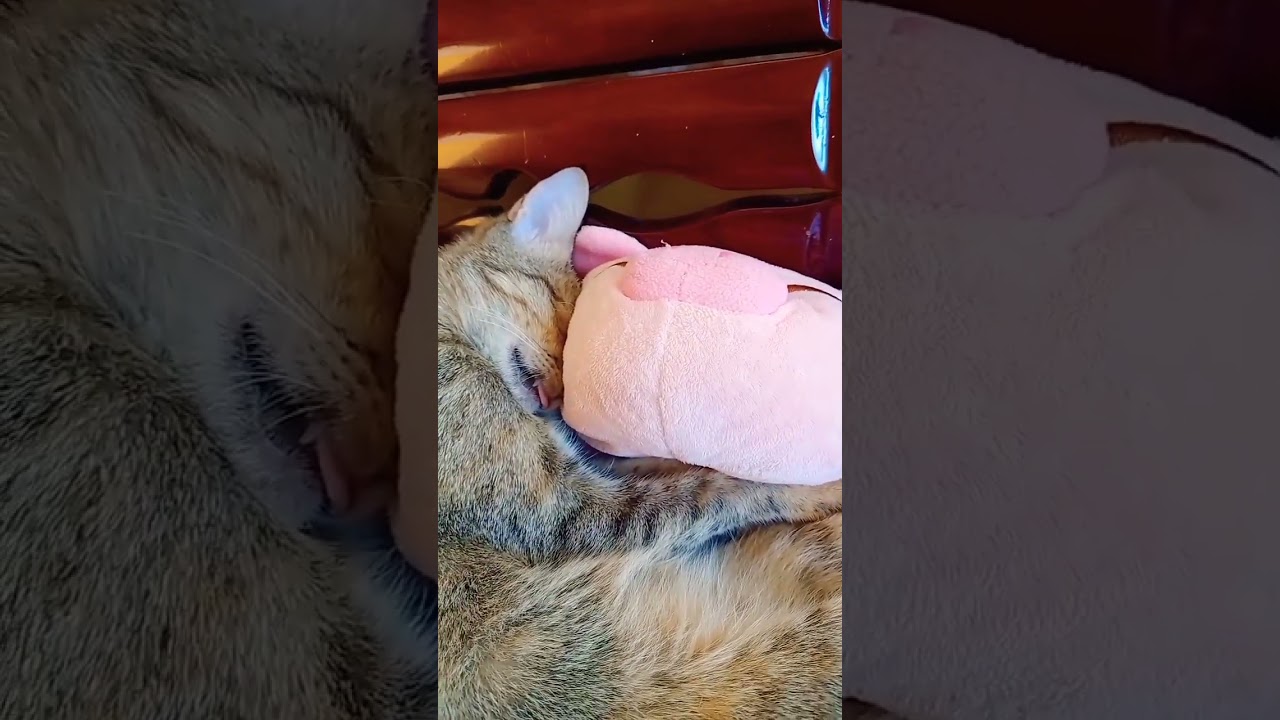 Funny Cat|Natures Fan