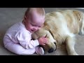 Bebé trata de robarle su hueso a un perro
