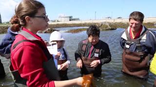 preview picture of video 'Exploramer: activité de cueillette de poissons à Sainte-Anne-des-Monts'