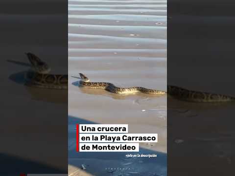 Una crucera en la Playa Carrasco de Montevideo 🇺🇾