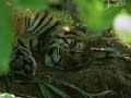 The disappearing tigers of Hukawng Valley