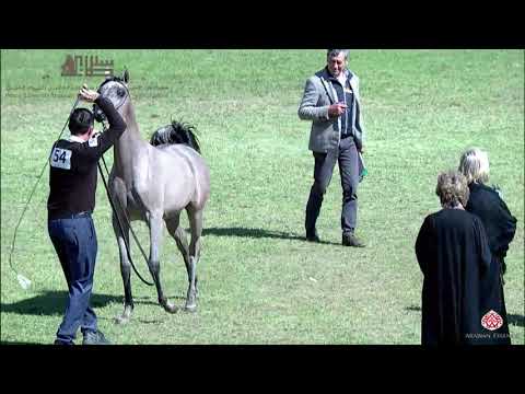 N.54 D FAREHAN - 2020 PSAIAHF Al Khalediah Show - Yearling Fillies (Class 1D)