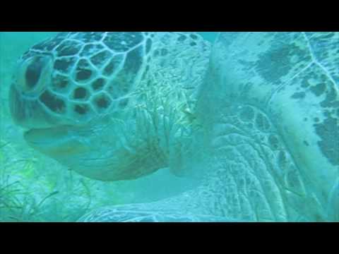 Lyambliya in rimedi di gente di cistifellea Vermi di aringa di fotografia
