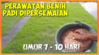 Download lagu PUPUK YANG BAIK UNTUK BENIH PADI||GOOD FERTILIZER FOR RICE SEEDS mp3