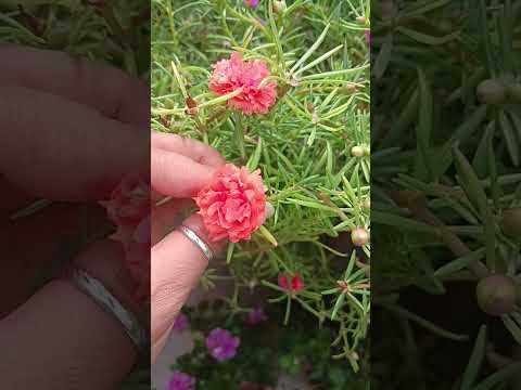 portulaca flowers New shades #ytshorts #shorts #beautyandgardening #portulaca #colours