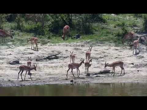 Djuma: Impala herd still around the dam - 10;44 - 10/25/20