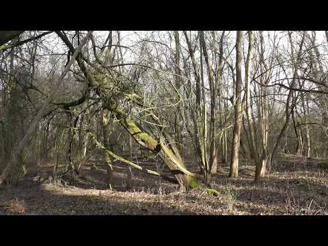 Mainz-Laubenheim - Landschaft im Winter