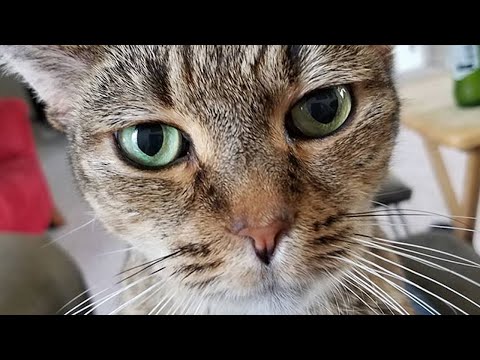 Meet Mitsy, The Stunning Cat With Cushing’s Disease Who Is Coping With This Rare Condition