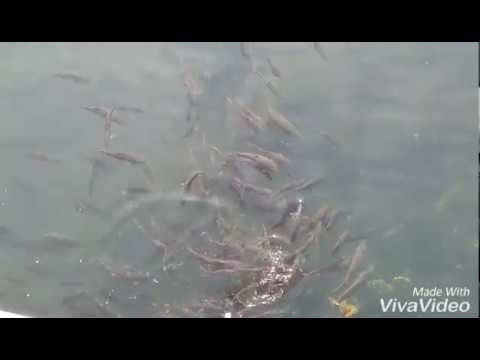 Fishing Moving In Water Ailent Beautiful Beach D- Production Video
