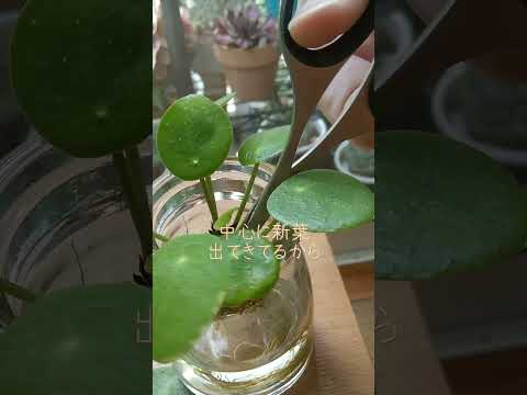 IUCN分類における絶滅の危険性を示す図。