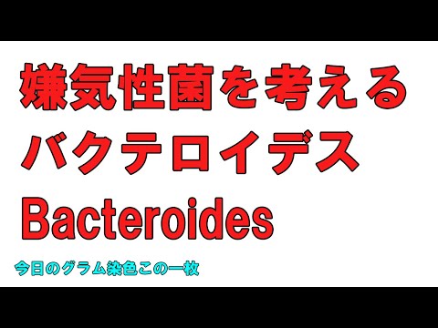 看護学科 バクテロイデス Bacteroides fragilis 嫌気性菌（今日のグラム染色この一枚）