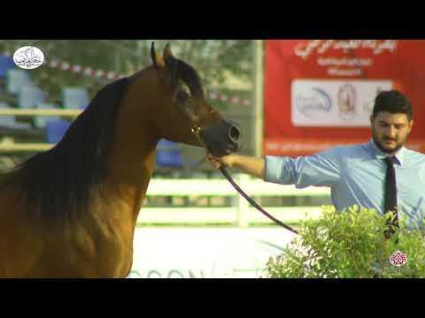 N 133 D MAHBOOB   Bahrain National Day 2020   Stallions 4 6 Years Old Class 9
