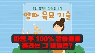 양파 육묘 입제 살포만으로 발아율 걱정없는 양파르…