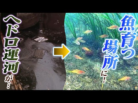 水の浄化 - 定義