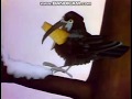 Rocket Classic Sesame Street The Fox And The Crow 1974