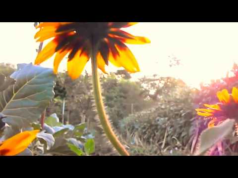 MARK KNOPFLER TIME WILL END ALL SORROW Cu timpul, durerea dispare