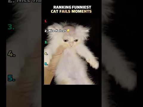 Ranking The Funniest Cat Fails Ever! 😂 (Wait for #1) #shorts