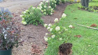 Transplanting Limelight Hydrangeas | EverCrest