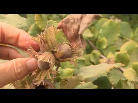 Može bolje ep.32 16.09.2017. - Proizvodnja lešnika