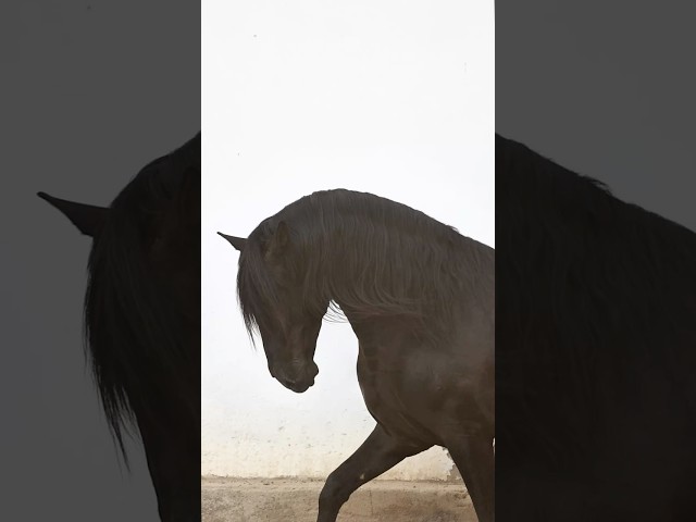 NIVEUS MAZ - PRE Pura Raza Espa&ntilde;ola 2016 por SINAPIS