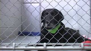 petfinder doc