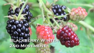 Blackberry Winter - Conni Elisor