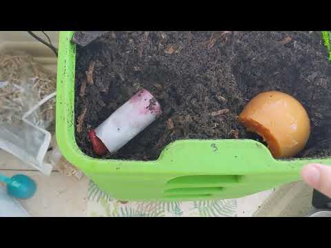 Hot Frog Living Composter Day 280 - Speeding Up Harvest and Feeding - Vermicomposting