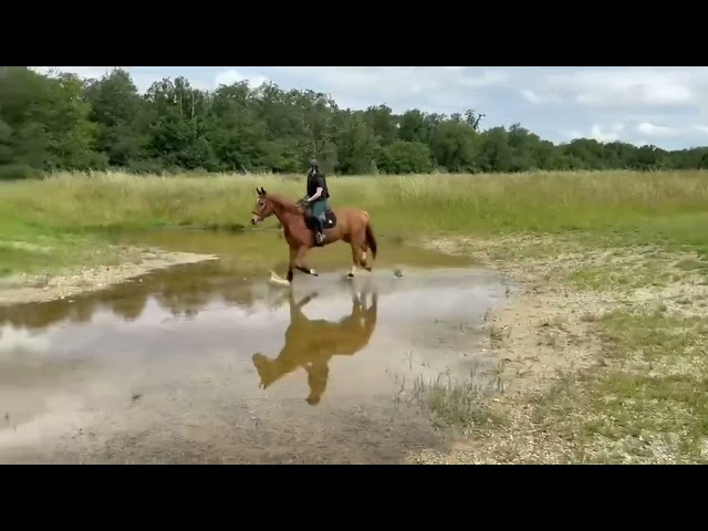 Hongre 4 ans pour Complet