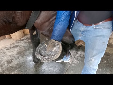 Armăsarul dl.Mugurel Englezu la potcovit la dl.Vasile Aga de la Gura Putnei-Bucovina 2021