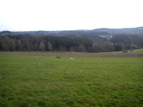 1.11.12 Rasante Verfolgung: Sam - Jamie / mit dabei: Beagle Nicki in Hundepension Reichshof