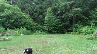 Border Collie Frisbee (Lucky)