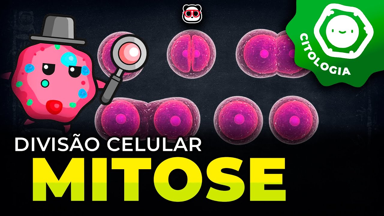 Divisão celular: Mitose