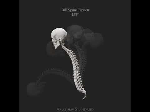 The range of motion of the Spine