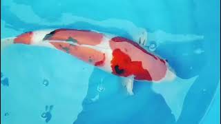 video van Sandan Sanke SA-V25-04147