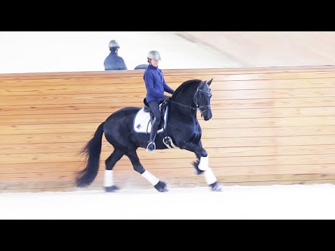 For Sale: Grand Amour ISF (Tjalbert 460 x Teade 392, Sport) Under Saddle, January 2026