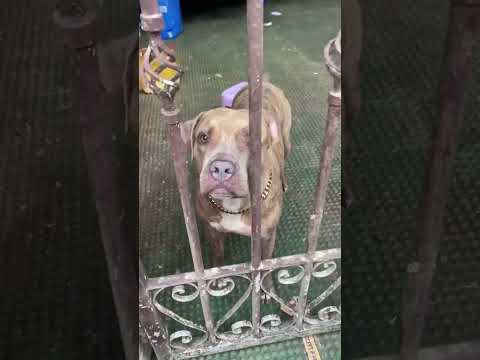 Mabait yan! “Bruno The Pitbull” #shorts #pitbull #aso #dog