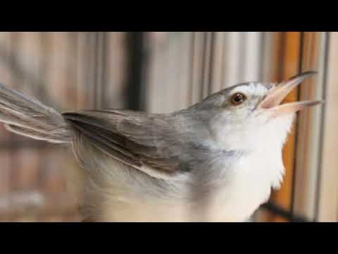 download lagu mp3 mp4 Suara Prenjak Sawah Untuk Pikat, download lagu Suara Prenjak Sawah Untuk Pikat gratis, unduh video klip Suara Prenjak Sawah Untuk Pikat