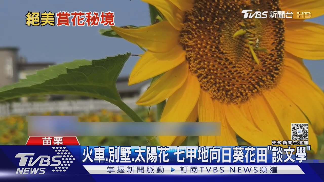 七甲地向日葵花海驚艷全台!「歐風建築伴鐵道」成IG打卡聖地