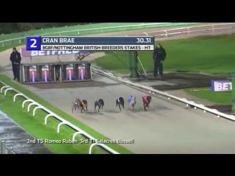 2019 BGBF BRITISH BREEDERS STAKES - HEAT 4 - T2 CARN BREA