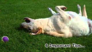 6 Tips To Successful Obedience Dog Training