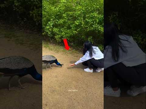 The Moment a Peacock Made Her Dream Come True 😍💖 | #shorts