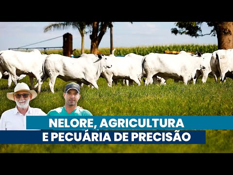 Da seleção Nelore ao rebanho comercial: a evolução da Fazenda Santa Lúcia | Noticiário Tortuga