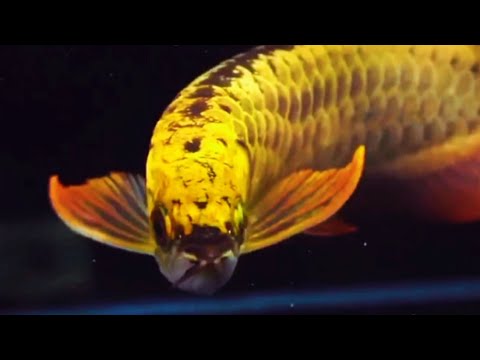 Best Top 10 Golden Arowana Fish from Malaysia | Premium Golden Arowana - the beautiful Dragon Fish