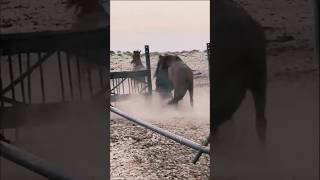 Download lagu A Natural Horse Mating Moment #horse #horsetrials #animals mp3