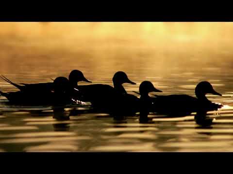 Daniel Piter-Bučko - Pid sevom po vodi /2021 (lyrics)