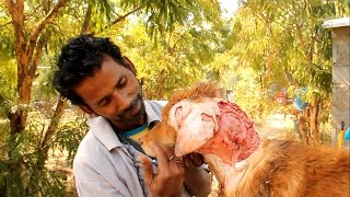 The Worst Wound: Street Dog's Epic Recovery