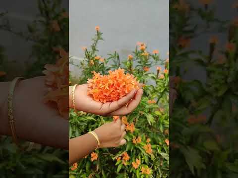 #kanakambaram #orangecolor  🌼🏵️